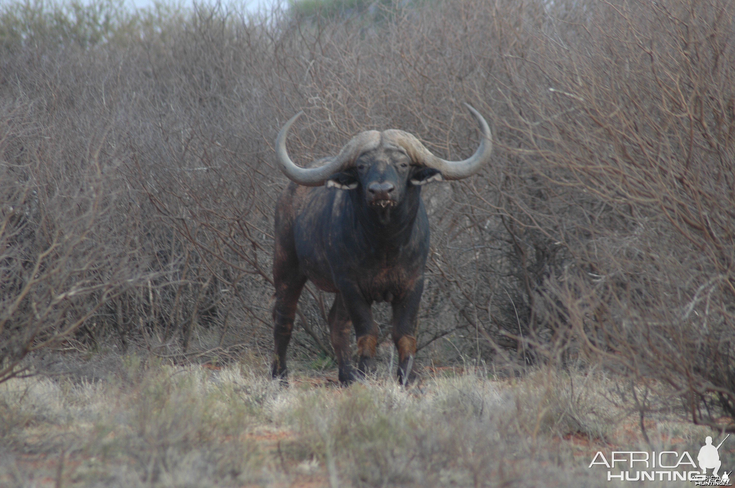 53" Breeder bull at Wintershoek