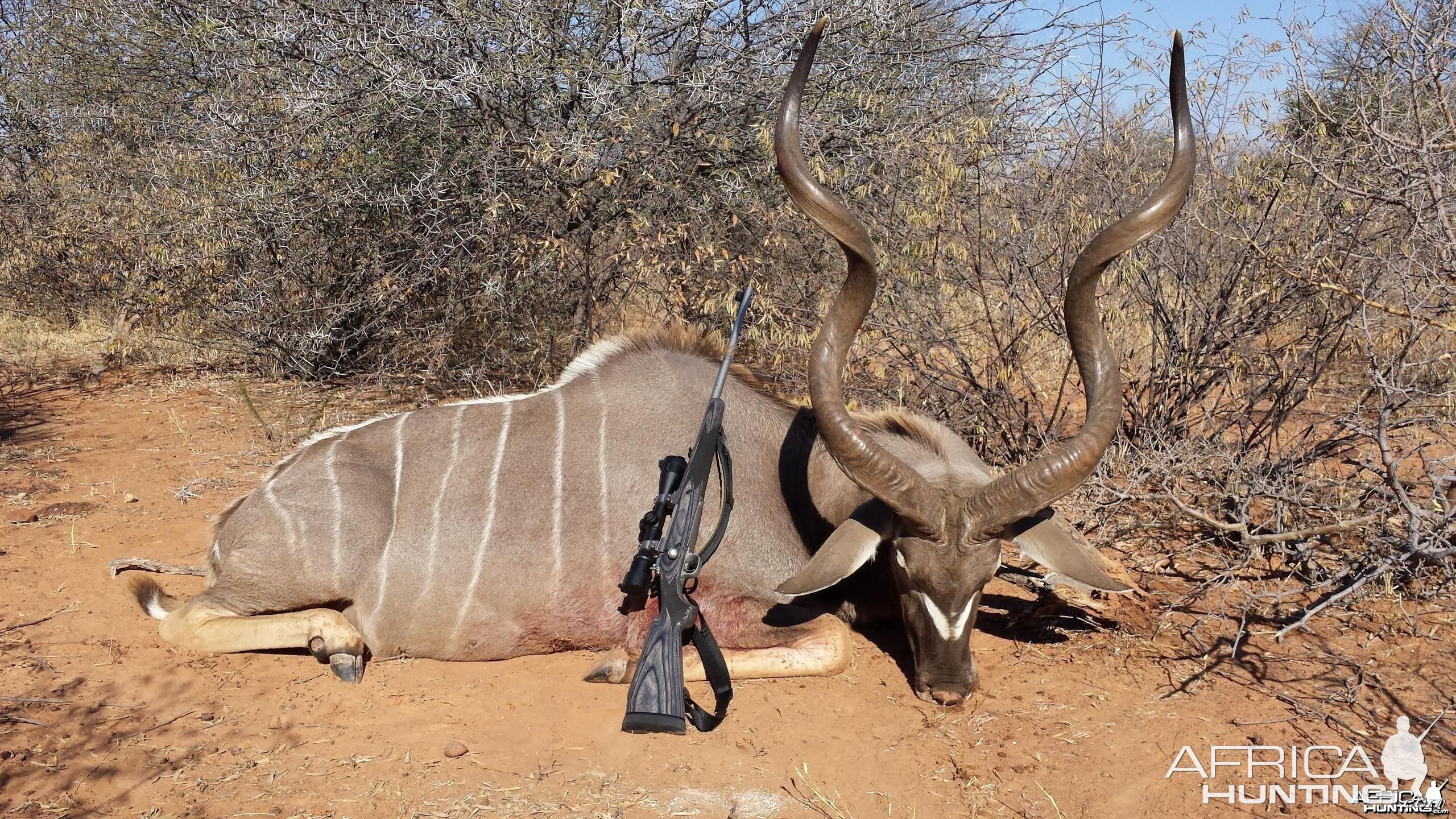 54" kudu