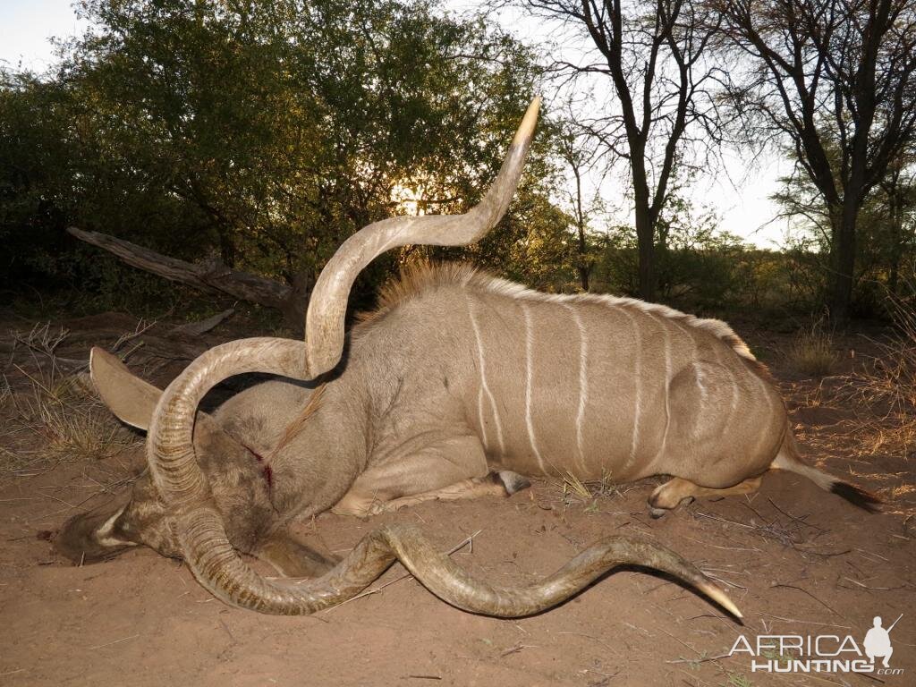 56" Inch Kudu Hunt Namibia