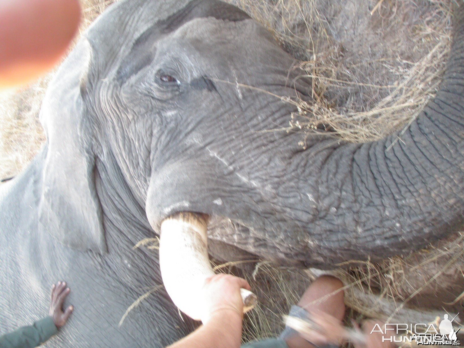 57 Lb. Botswana Elephant 2013