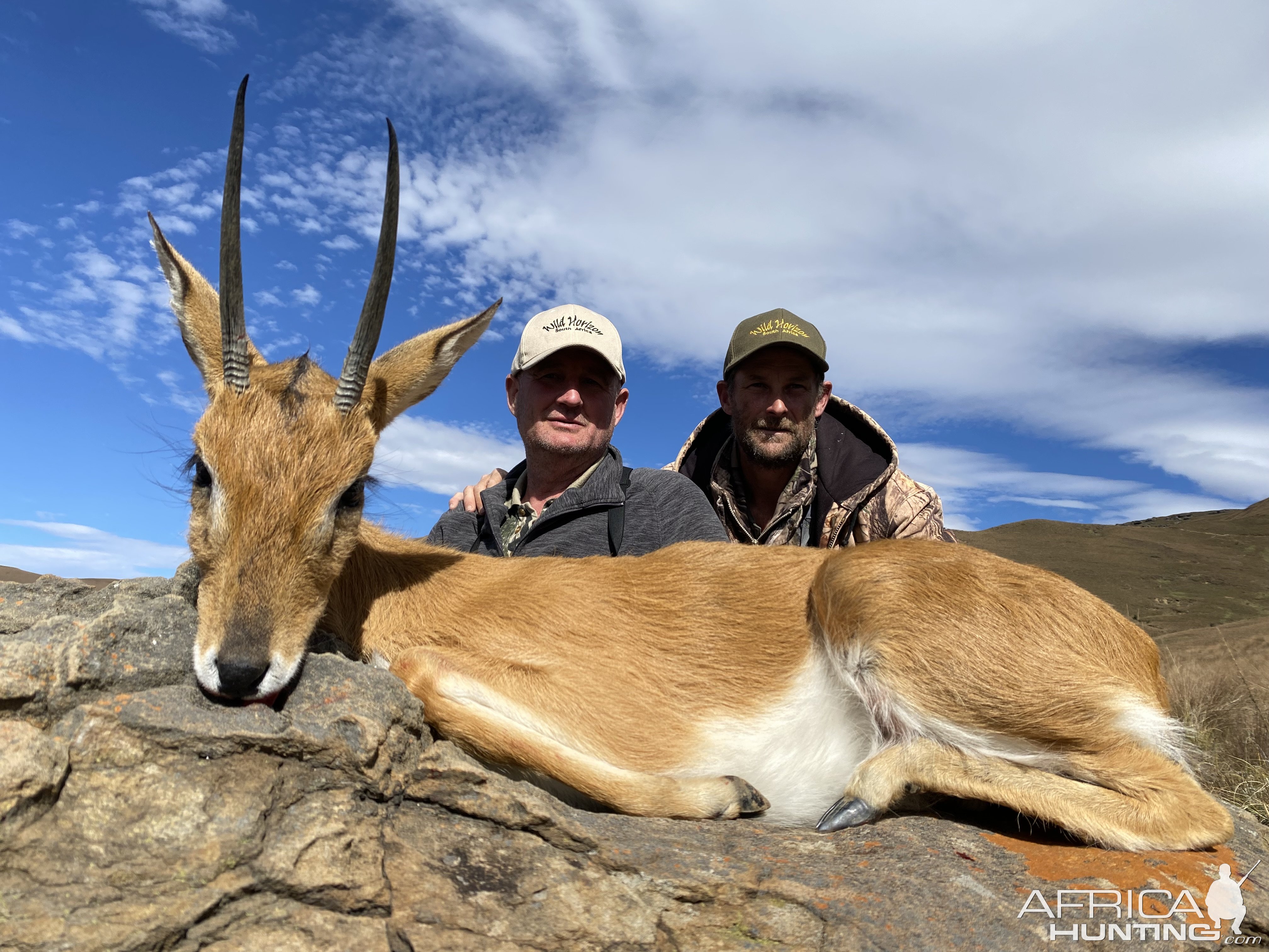 6 7/8 Inch Oribi Hunting South Africa