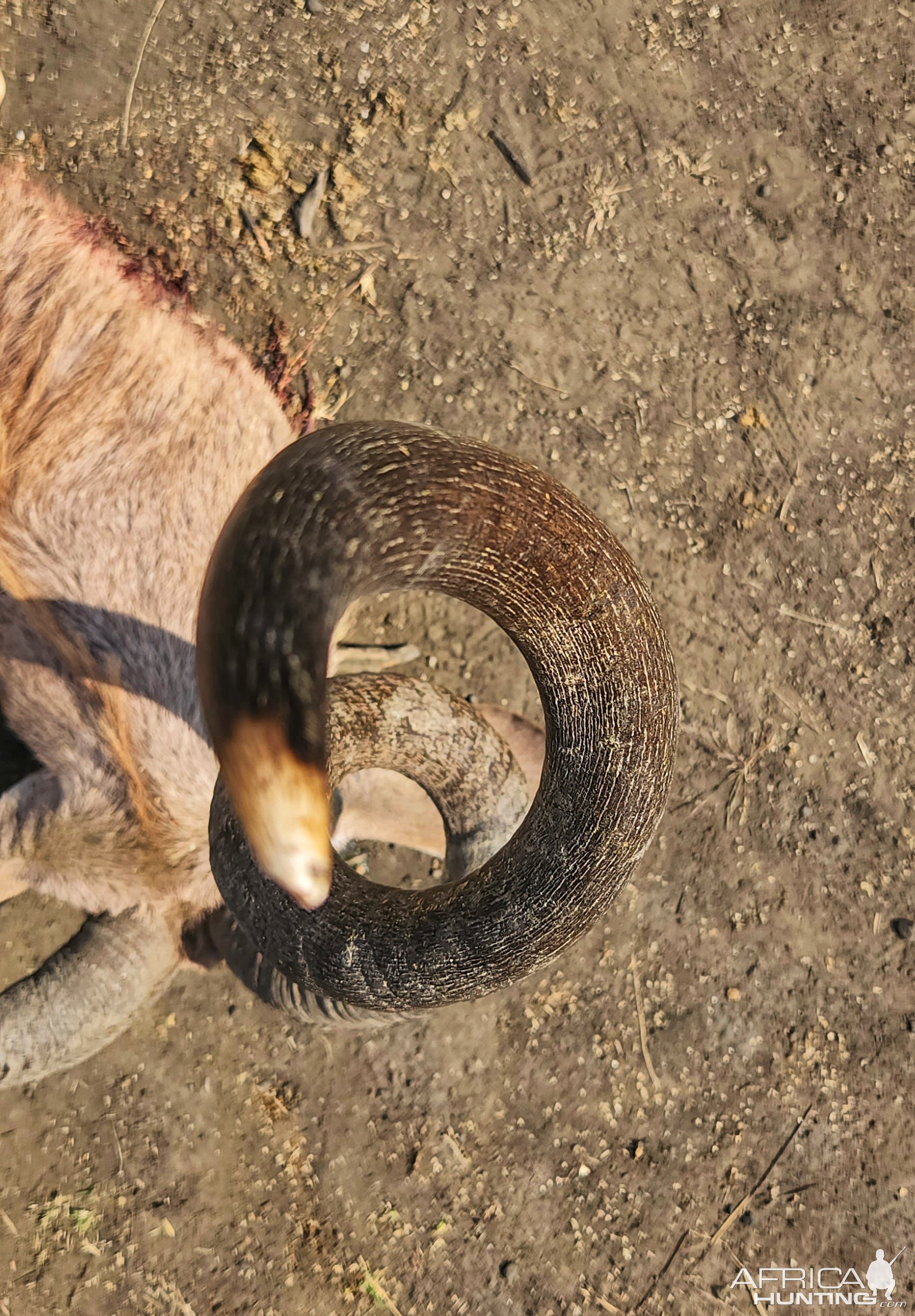 62 Inch Kudu Hunt South Africa