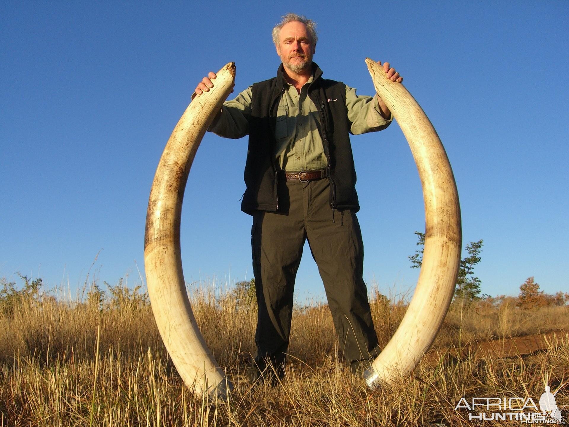 62 pound Elephant Bull