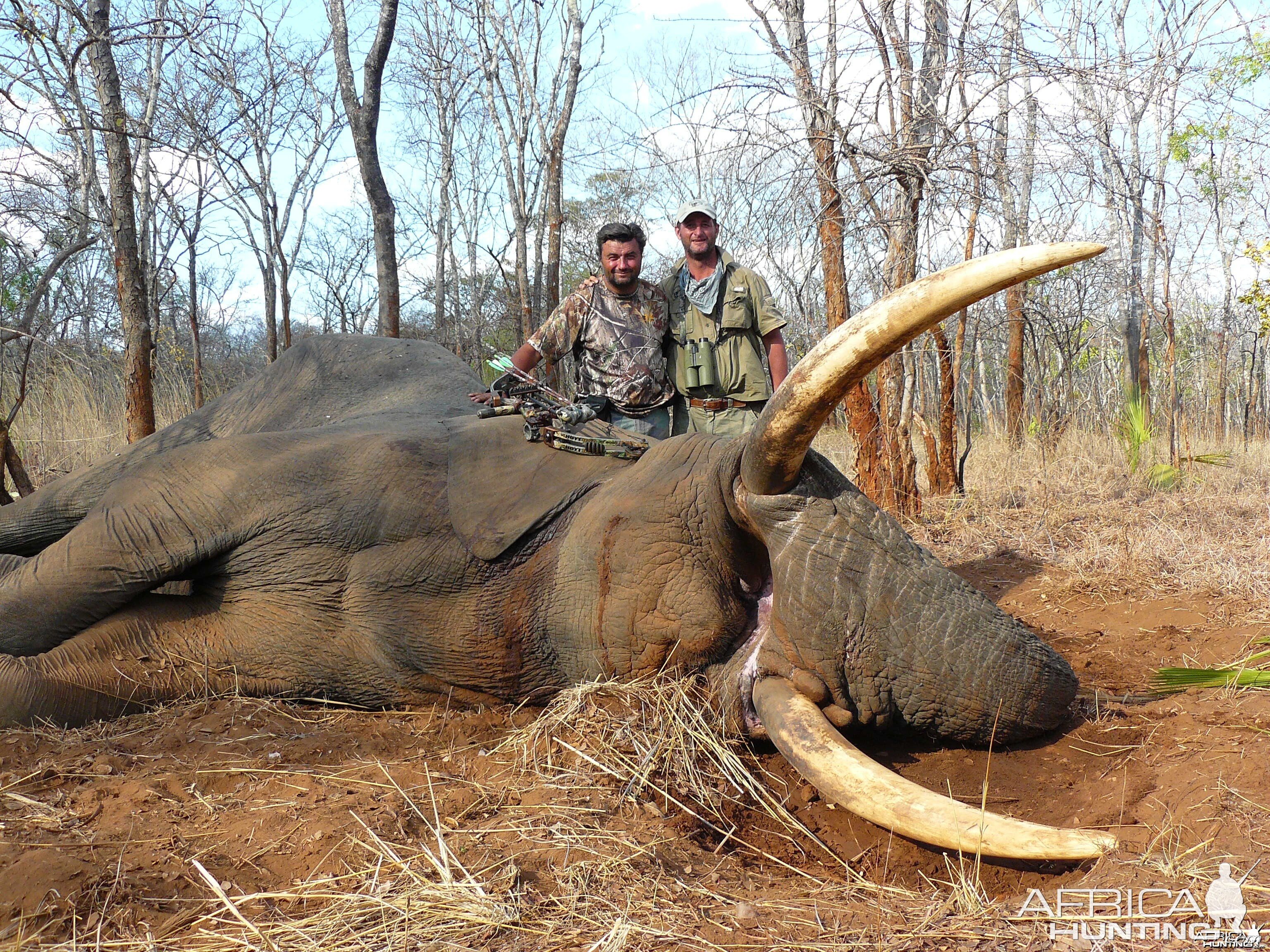 72 pound elephant bowhunt