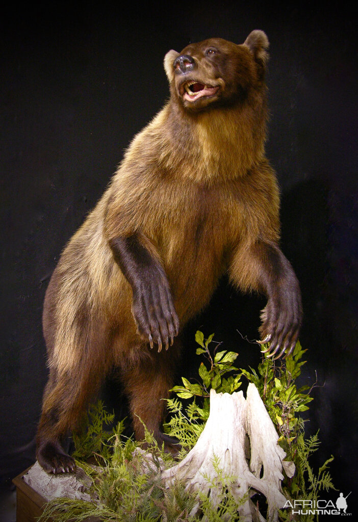 8 Footer Brown Bear Full Mount Taxidermy