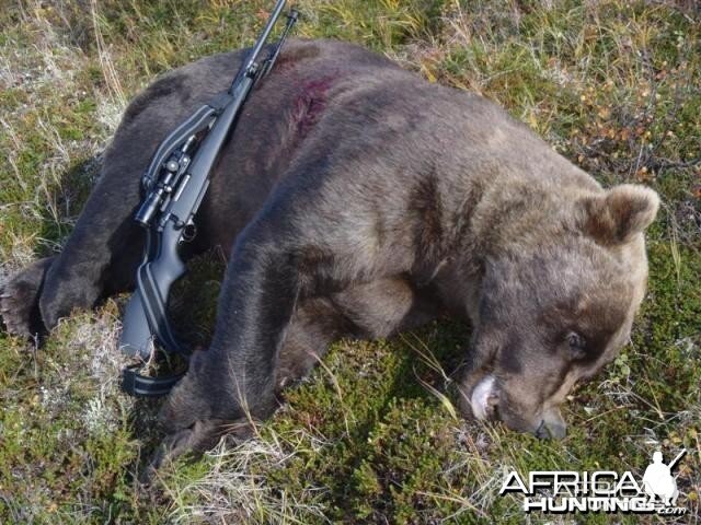 9 foot 2 Brown Bear hunt in SW Alaska with a 27 and 7/16 inch skull