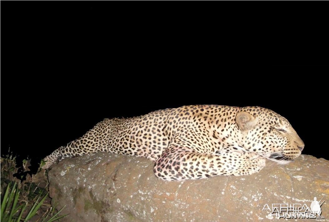 90kg (198 pound) Leopard Hunted in South Africa