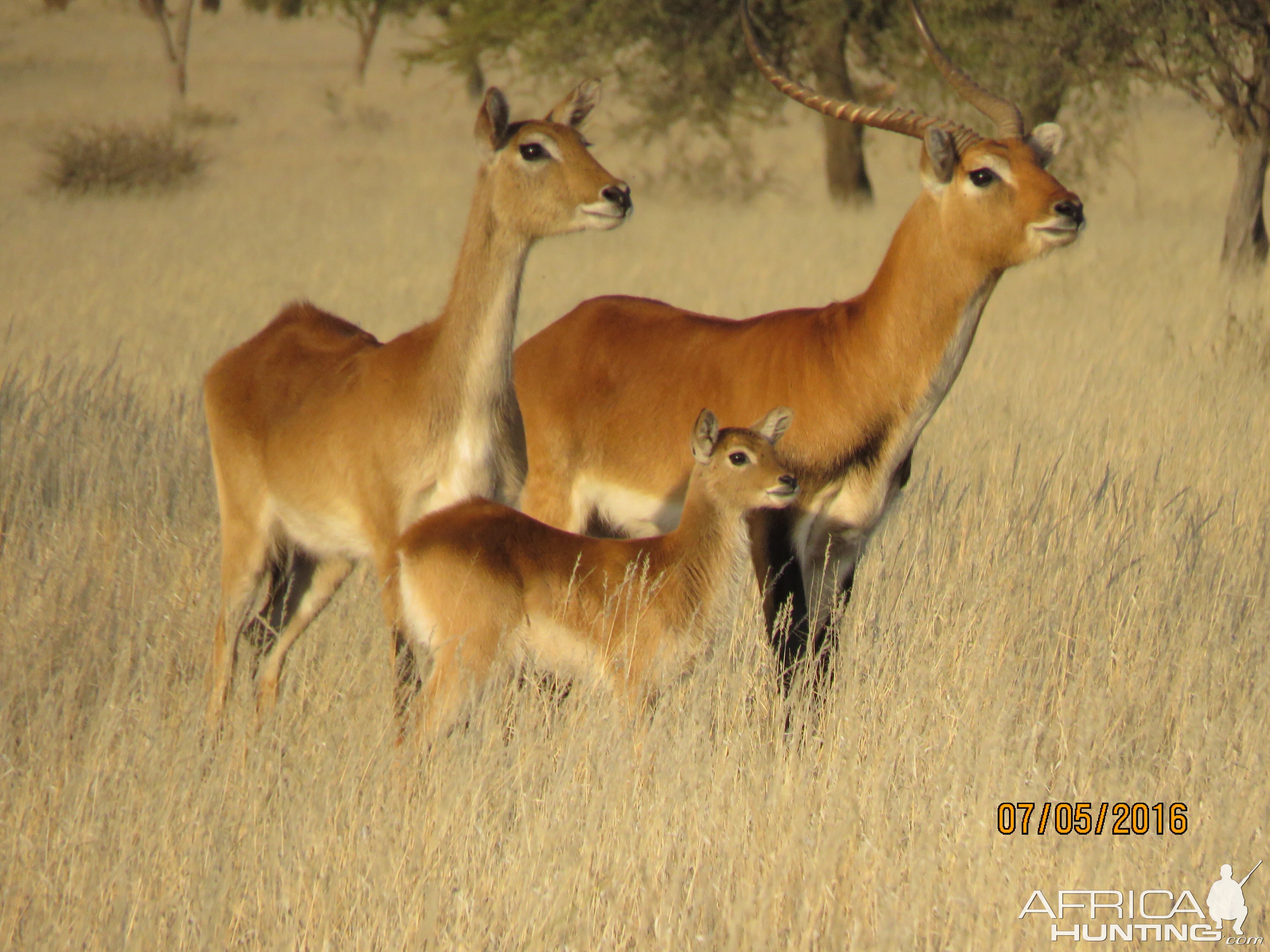 A family of Lechwe