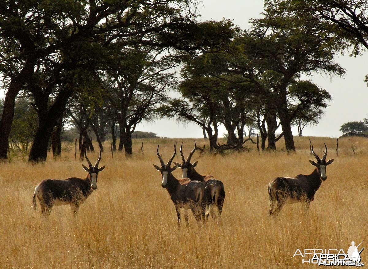 A group of Blesboks in the late afternoon, Namibia