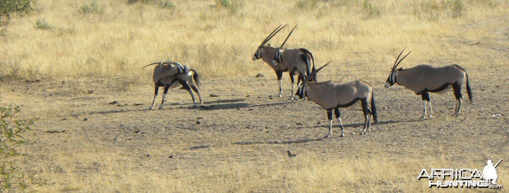 A group of Oryx taken from a high seat in Namibia