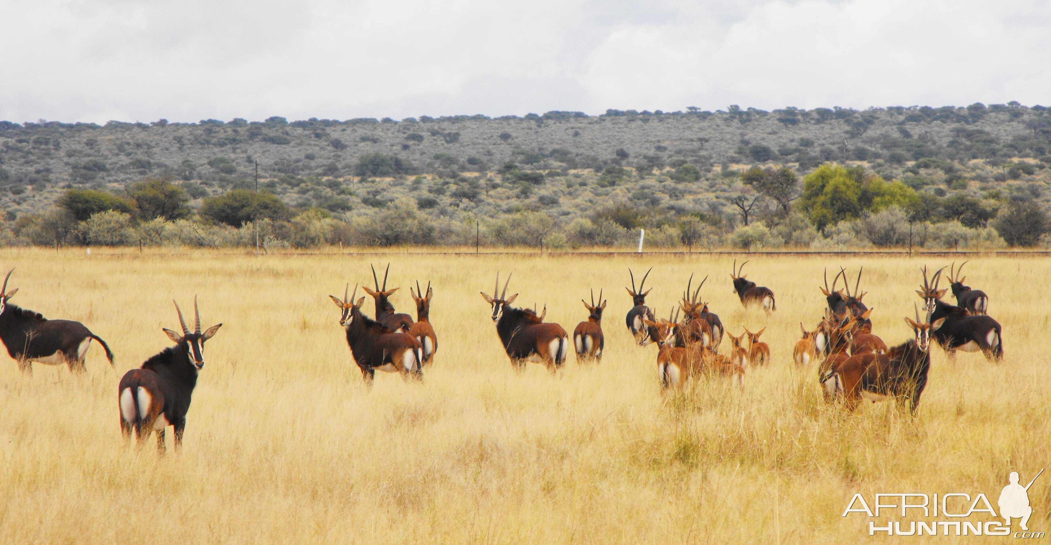 A herd of Hartzview Sable!