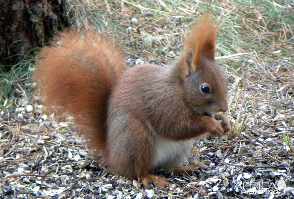 A little Red Squirrel, Denmark