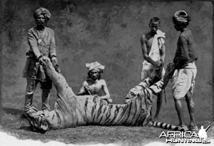 A man-eater Tiger hunted in India by John Stoddard with natives in 1890s