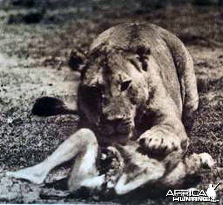 A man-eating lion in British East Africa