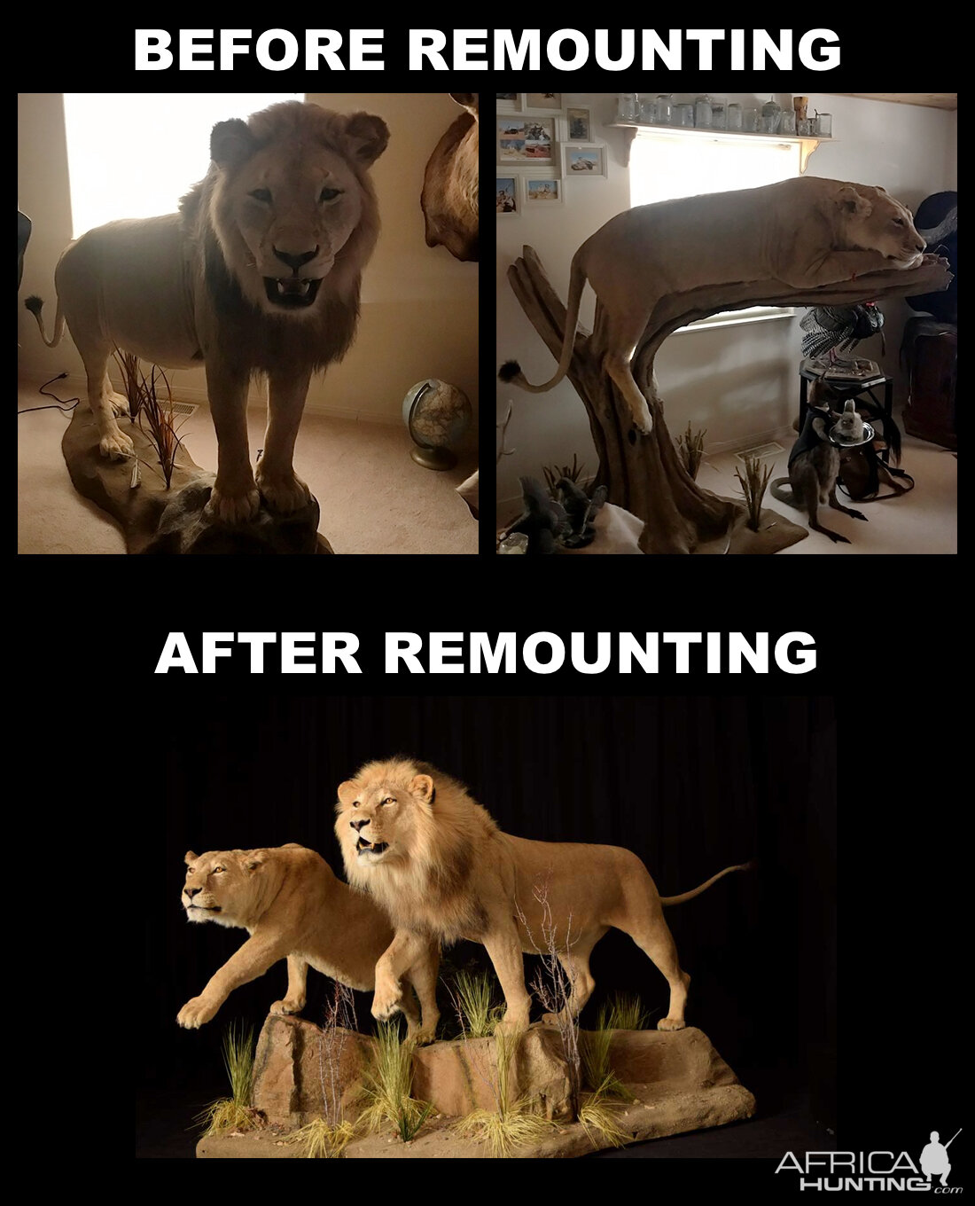 A New Life For Old Taxidermy Mounts