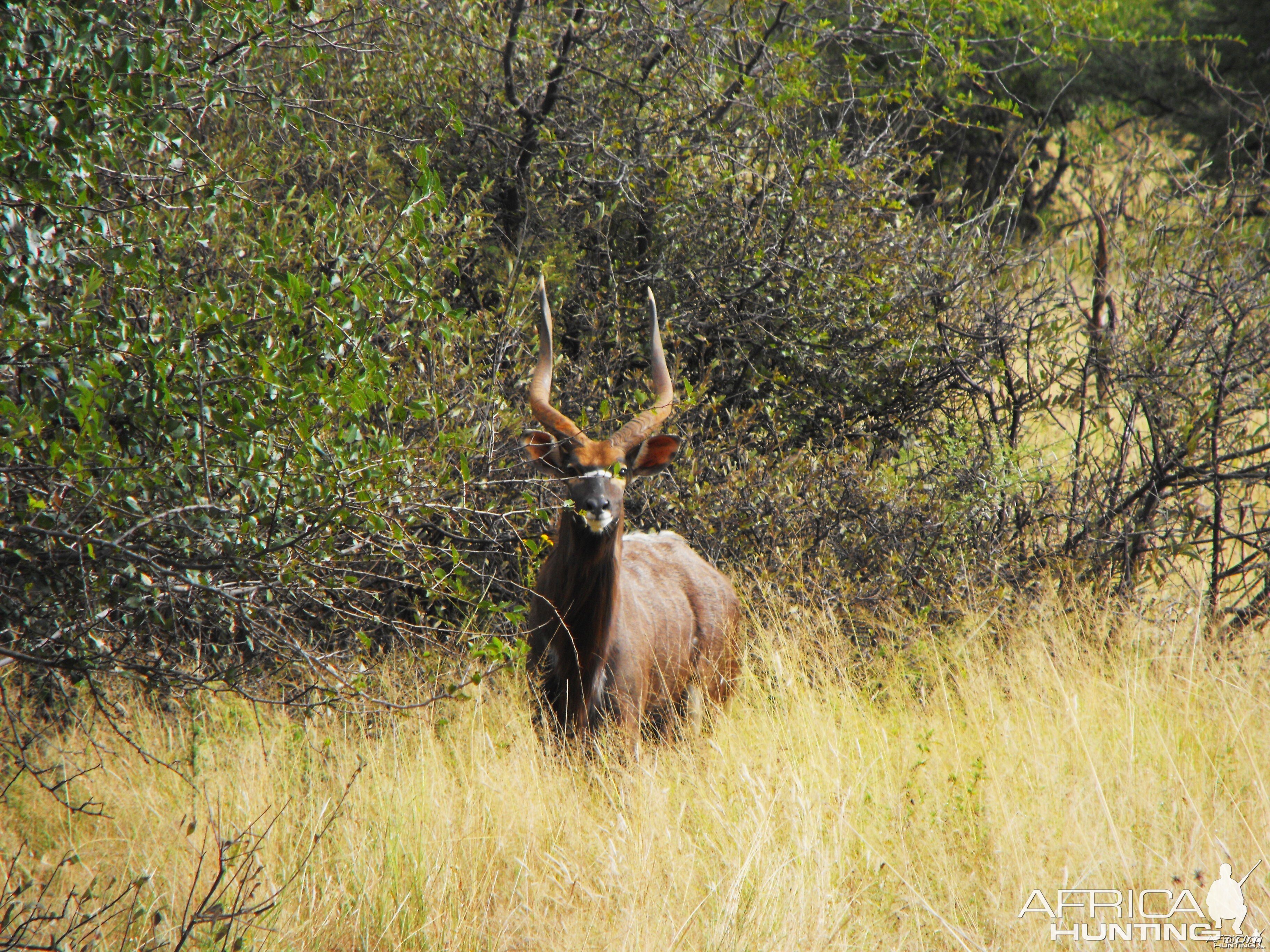 A nice Nyala bull we named 'Lopside'