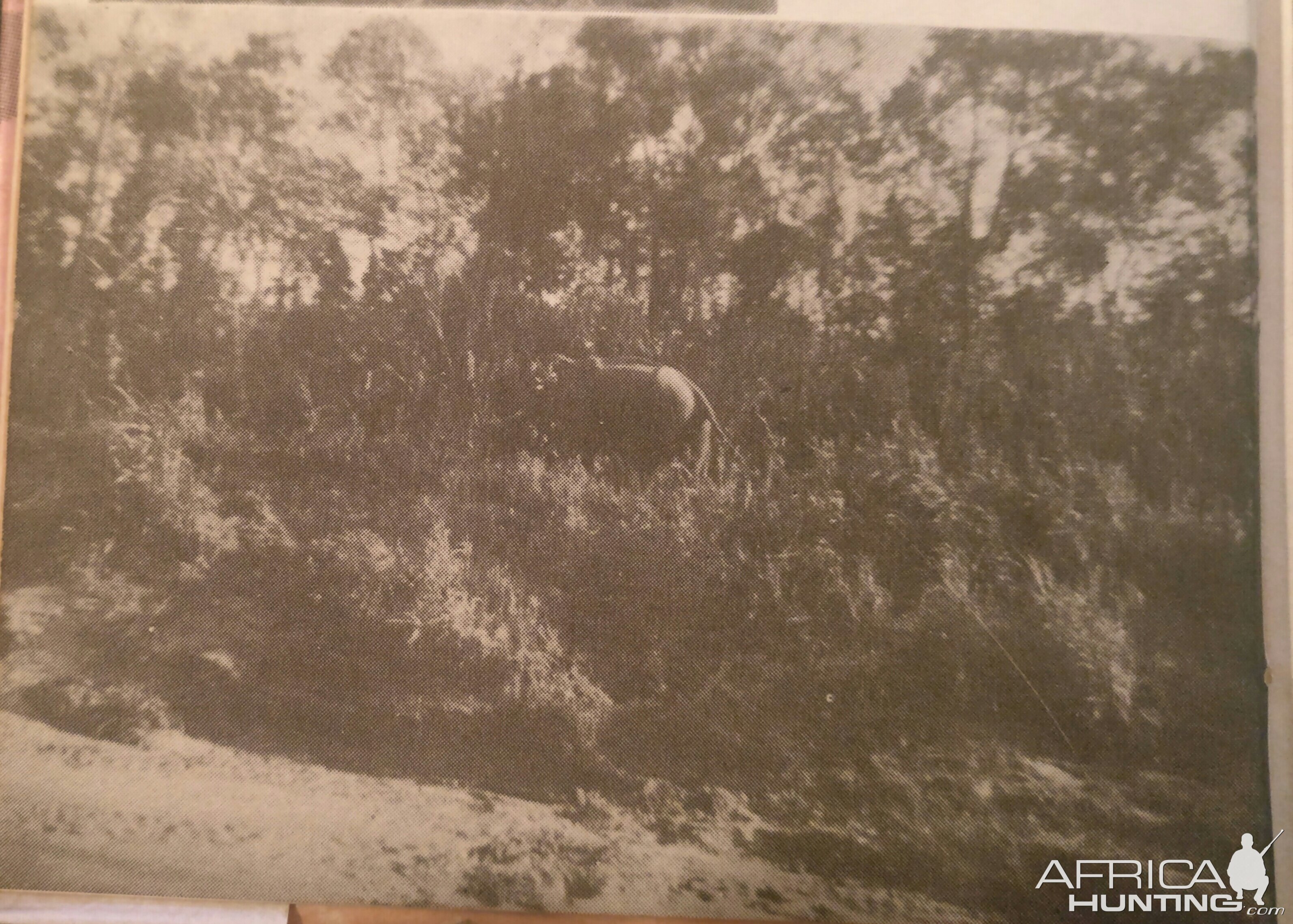 A rogue Asiatic Elephant Bangladesh