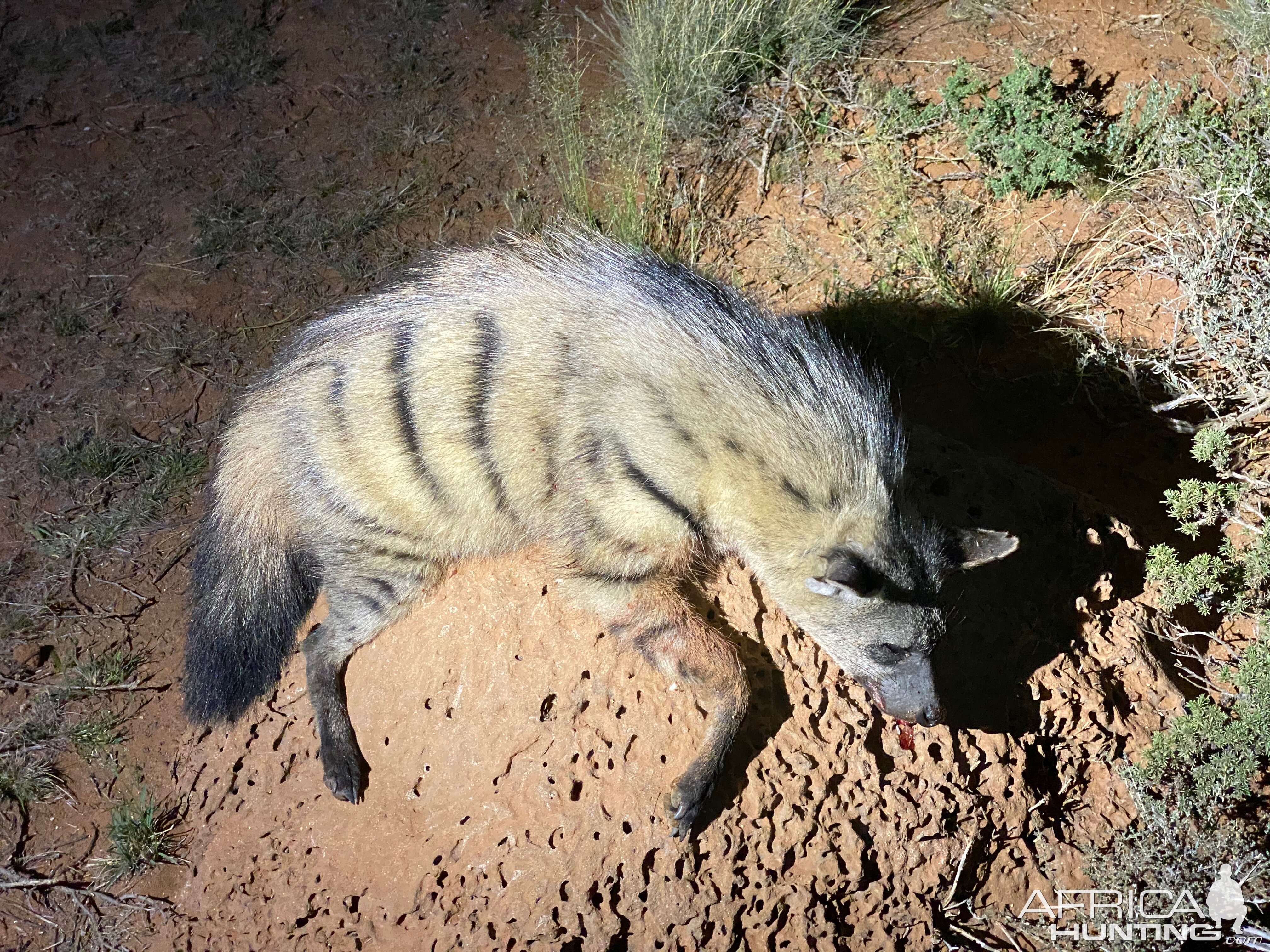 Aardwolf Night Hunting