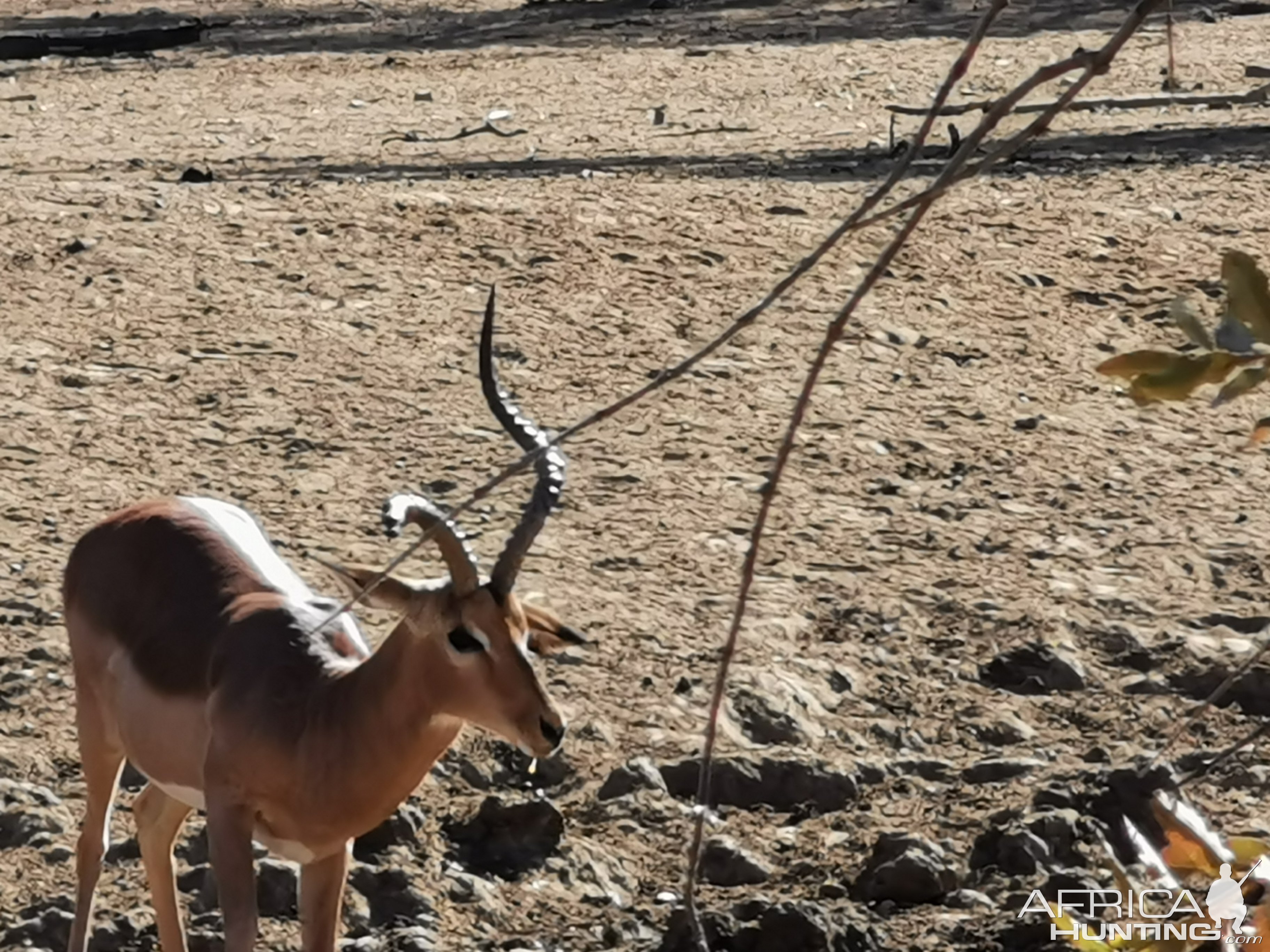 Abnormal Impala South Africa