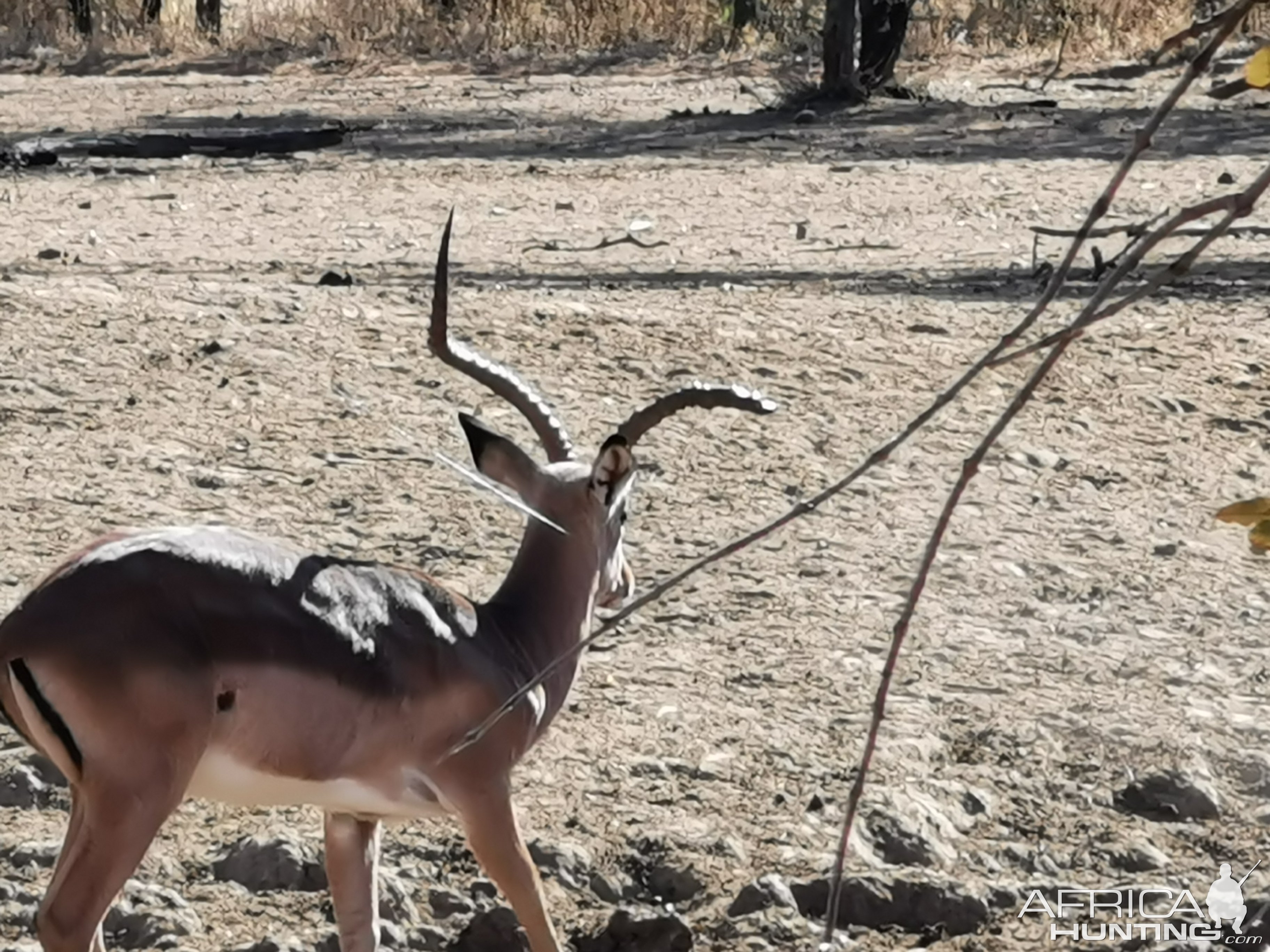 Abnormal Impala South Africa