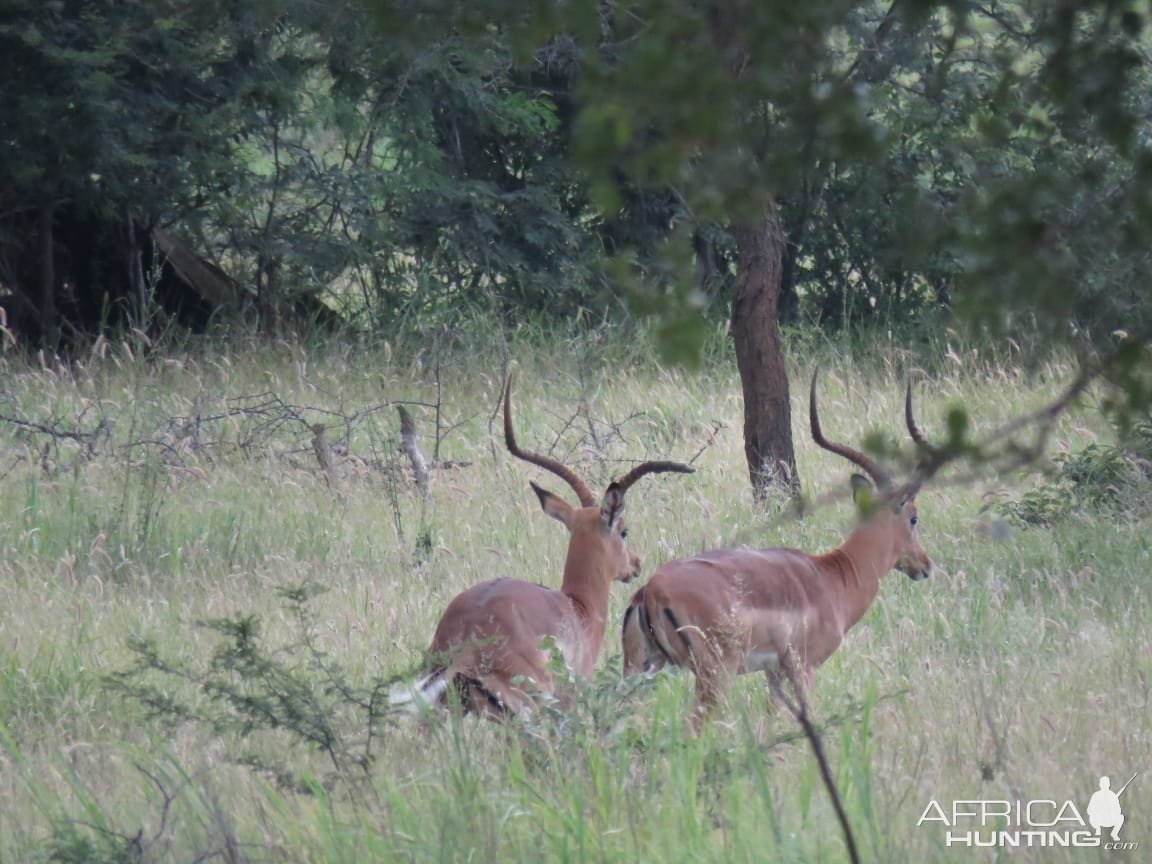 Abnormal Impala South Africa