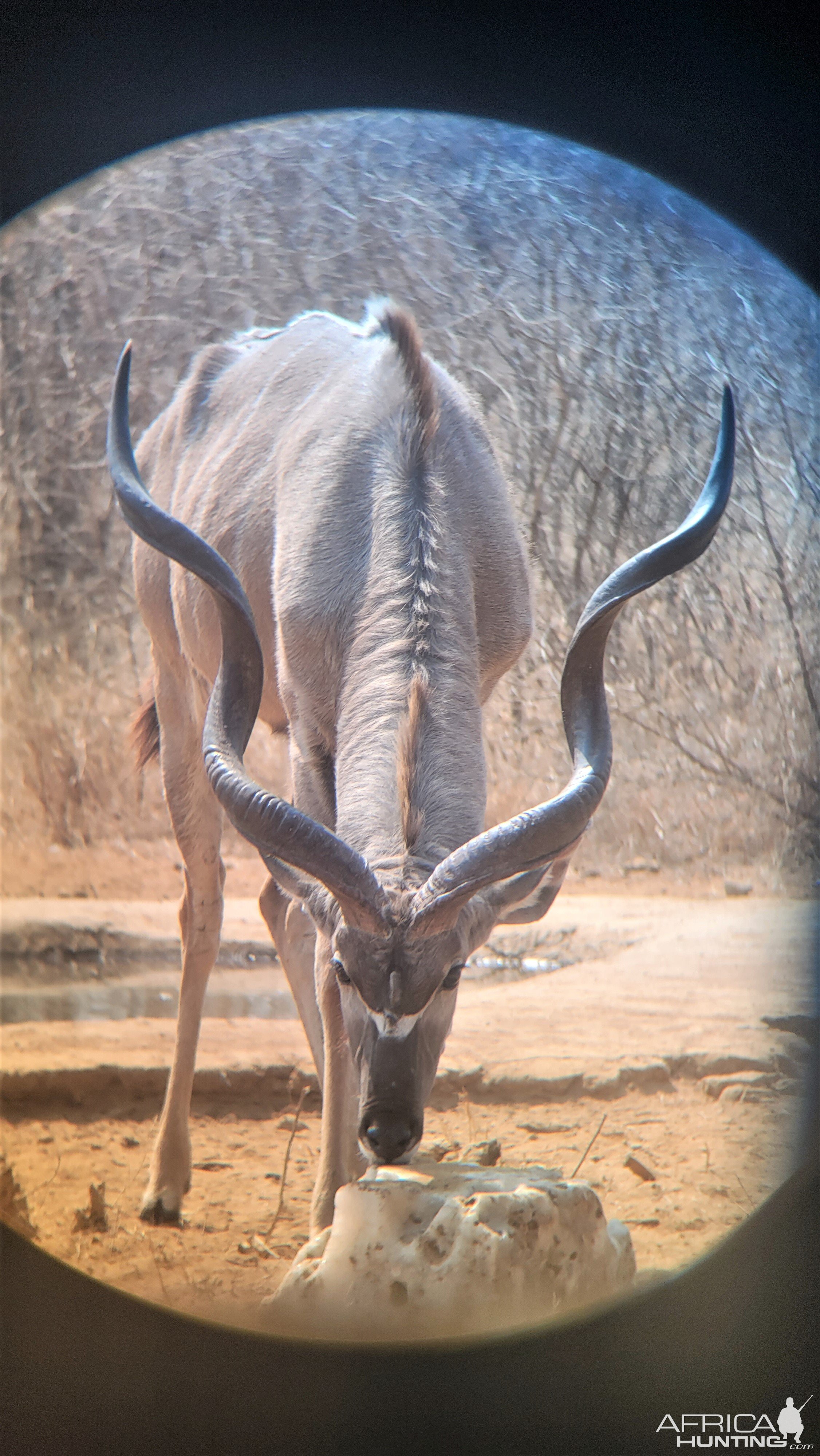 Abnormal Three Horned Kudu South Africa