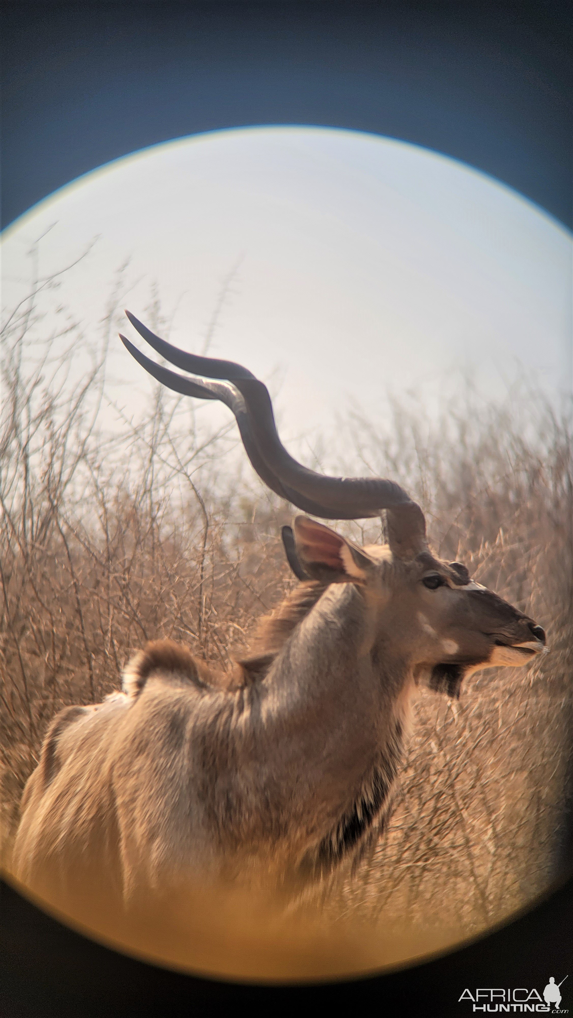 Abnormal Three Horned Kudu South Africa