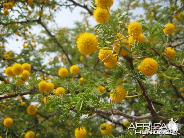 Acacia tree