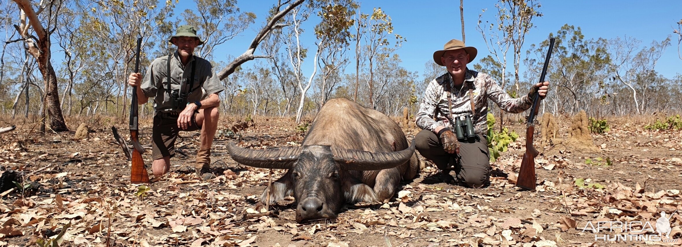 Aciatic Water Buffalo Australia Hunt