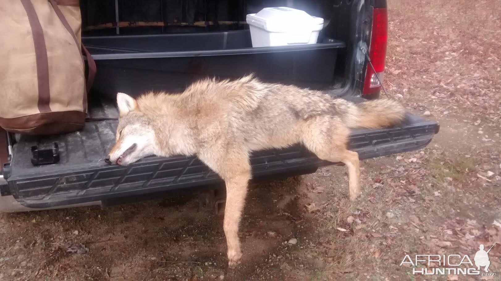 Adirondack "Wolf" Coyote Hunting USA