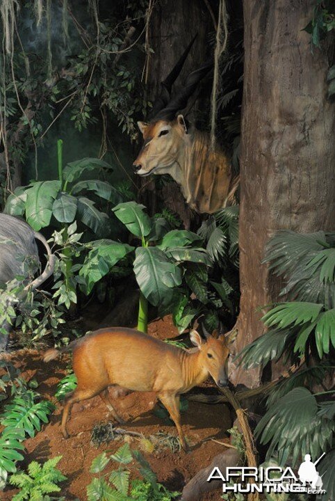 Africa Diorama at the Keszthely Hunting Museum by Bela Hidvegi