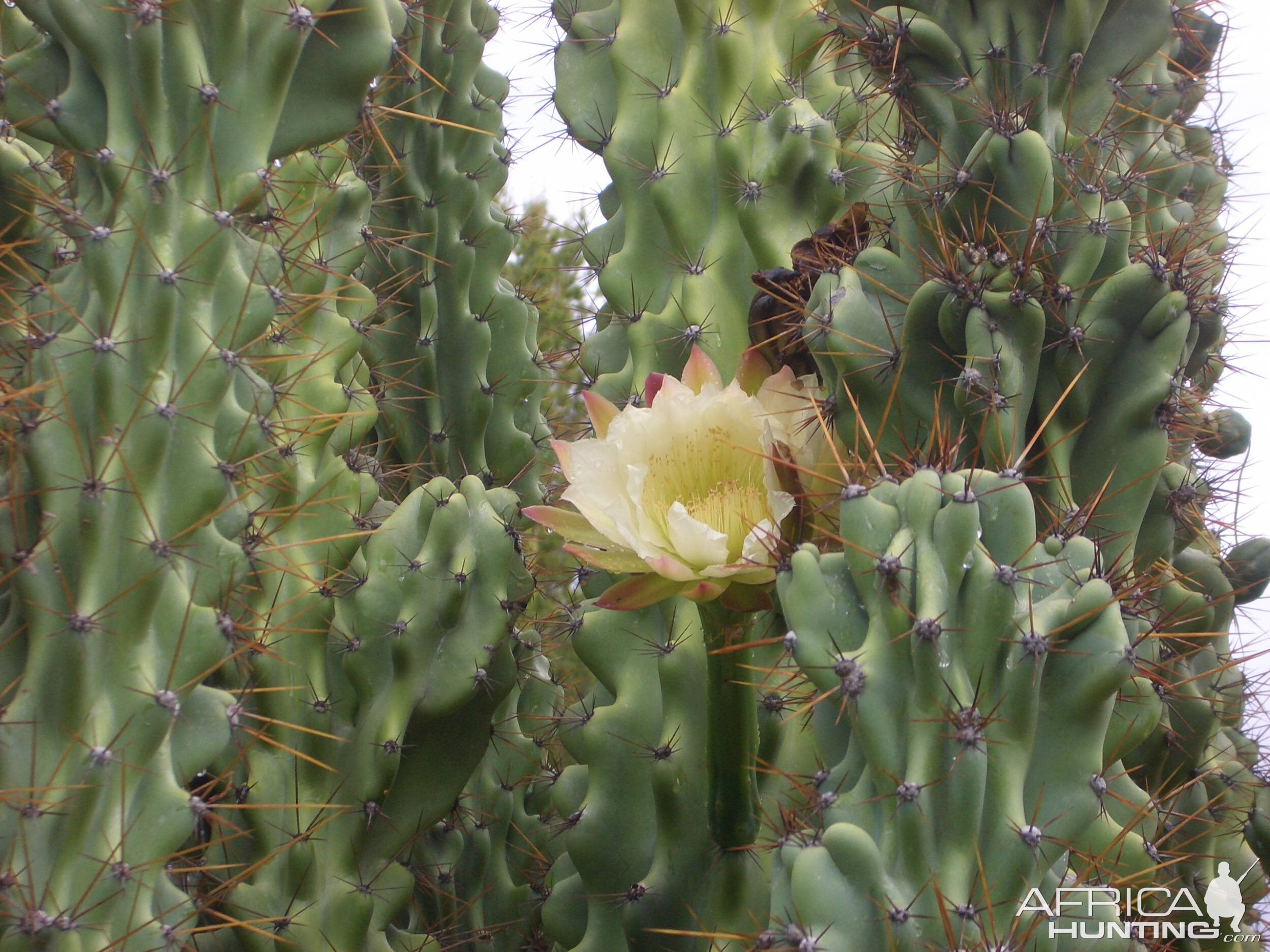 Africa Namibia Cactus Flower