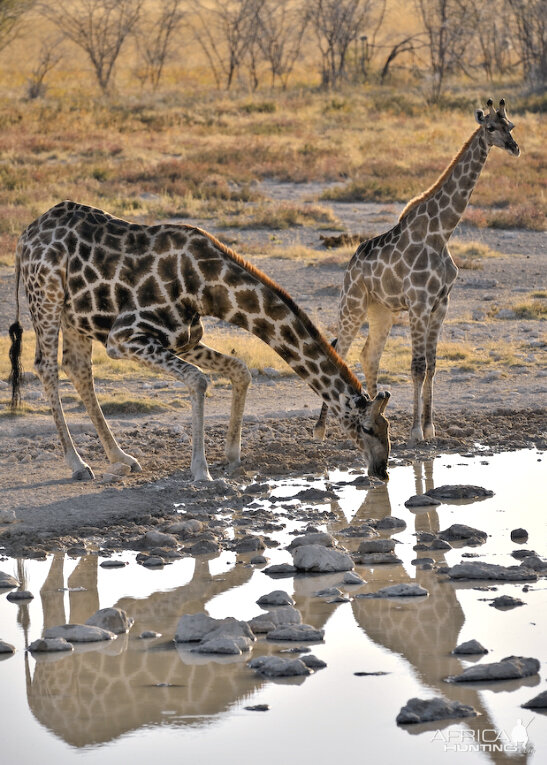 Africa Namibia Giraffe Drinking