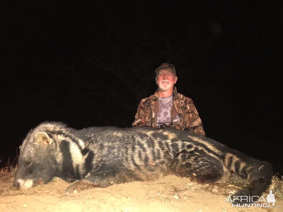 African Civet Cat Hunting South Africa