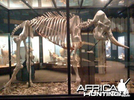 African Elephant Skeleton