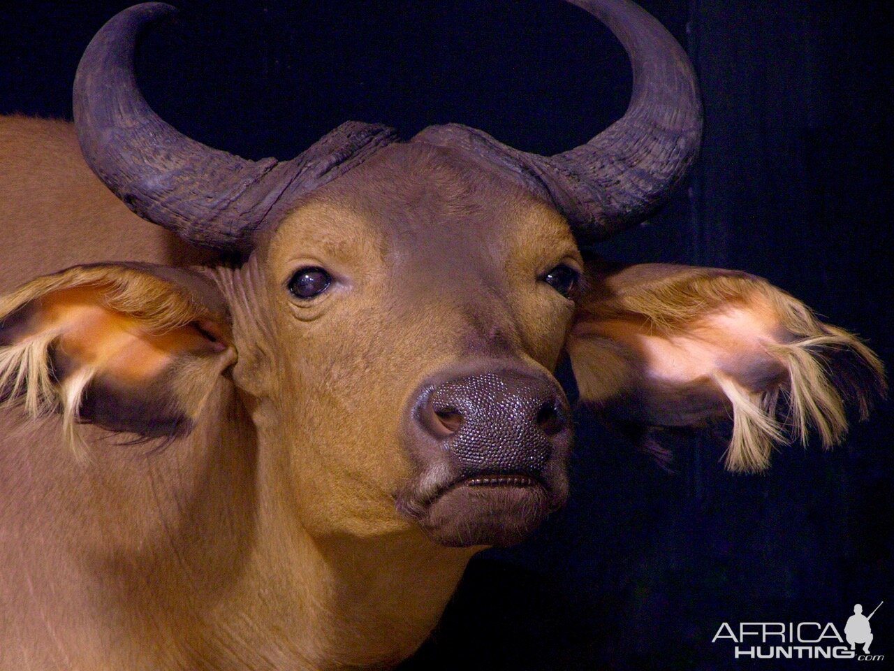 African Forest Buffalo & Nile Buffalo Double Pedestal Taxidermy