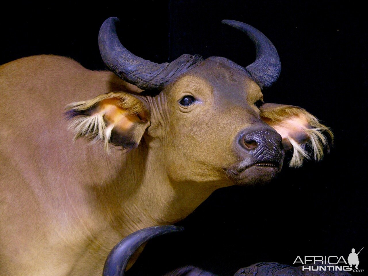 African Forest Buffalo & Nile Buffalo Double Pedestal Taxidermy