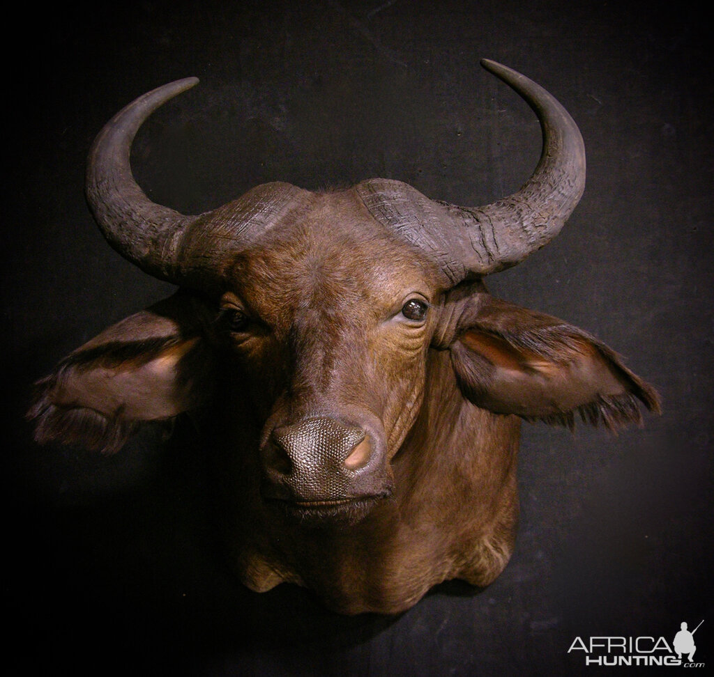 African Forest Buffalo Shoulder Mount Taxidermy