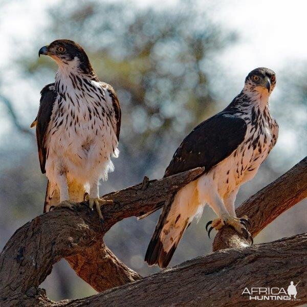 African Hawk South Africa