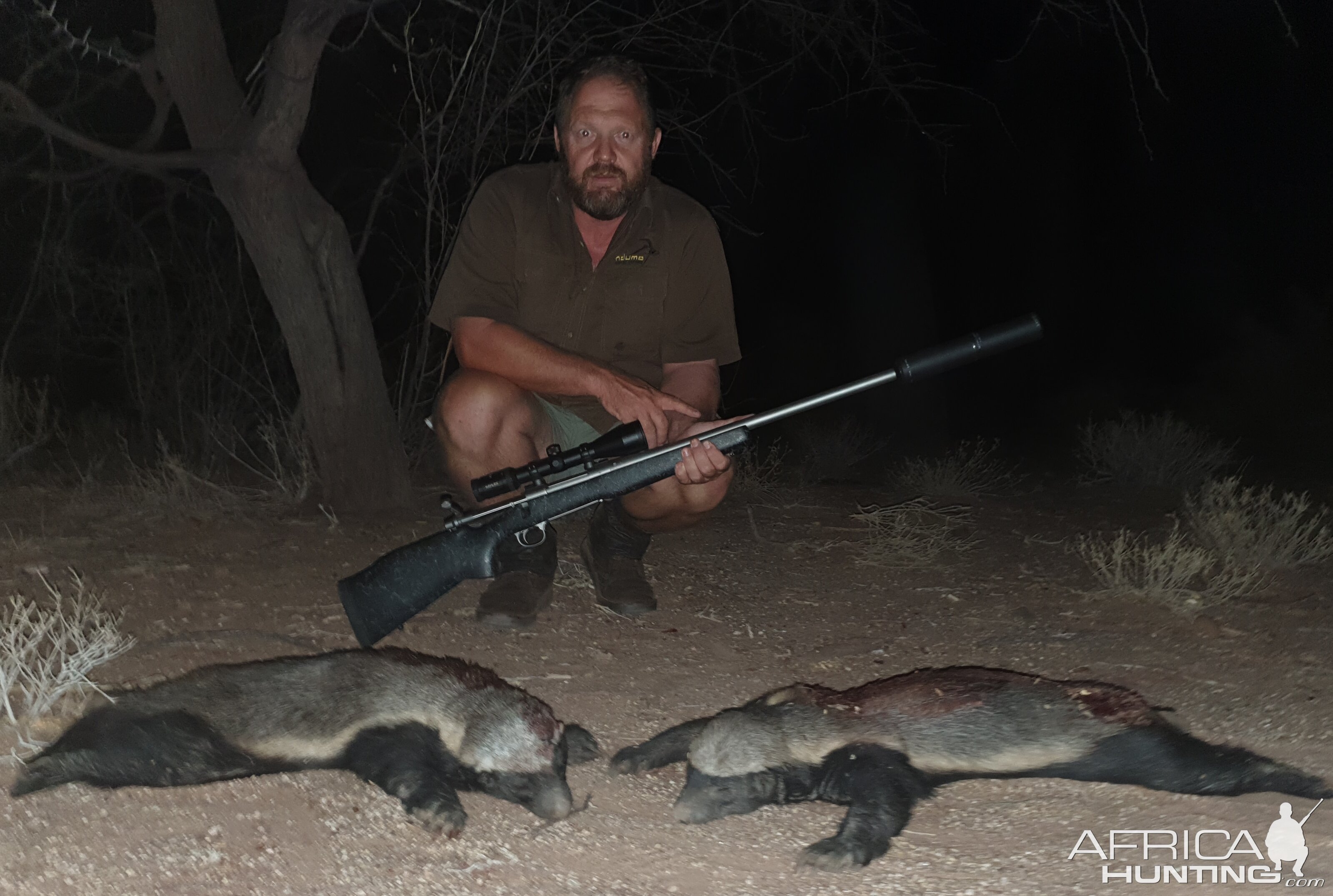 African Honey Badger Hunting