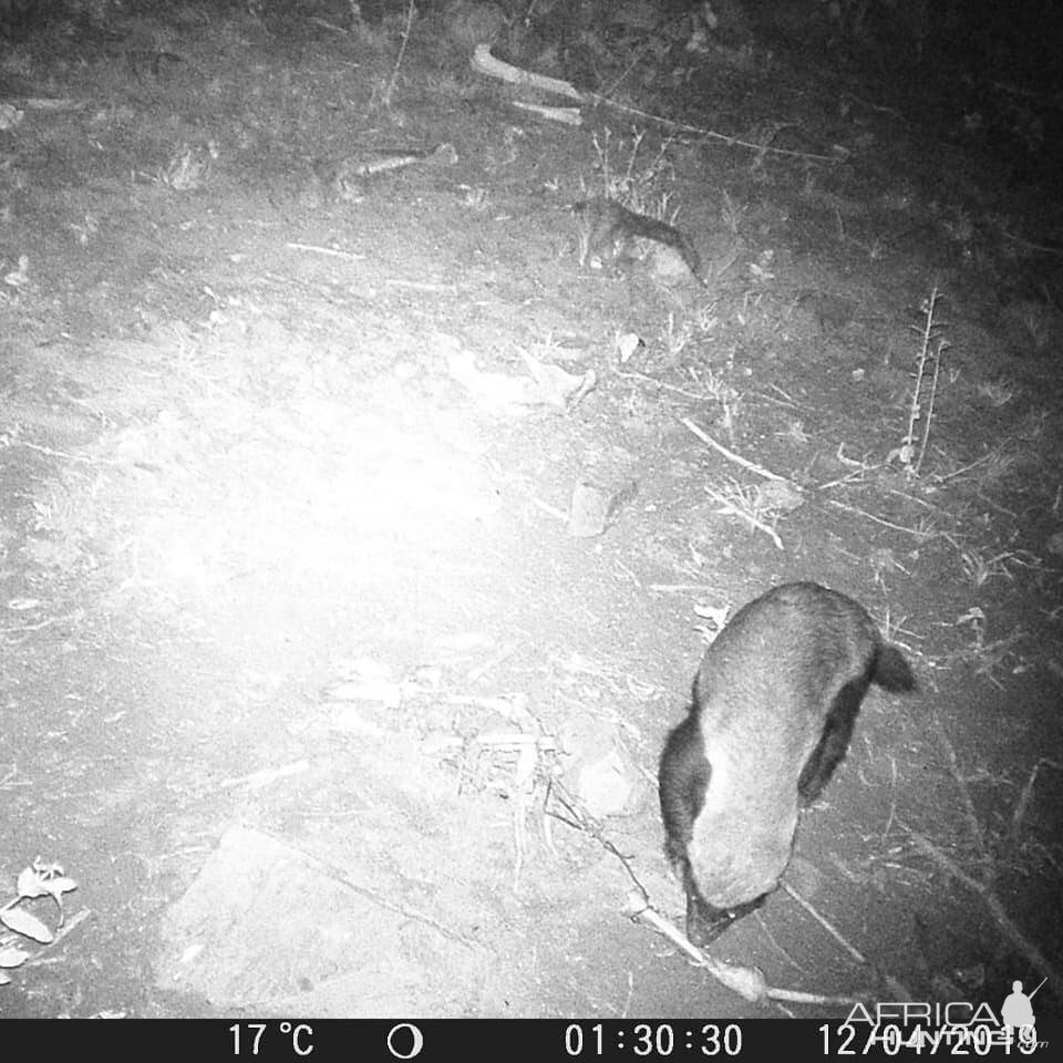 African Honey Badger Trail Cam Pictures South Africa