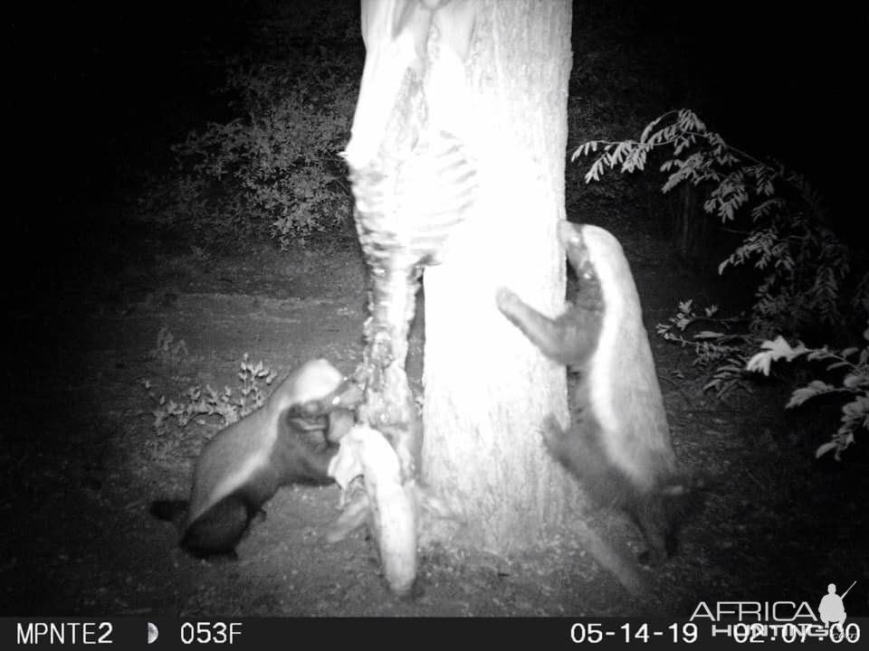 African Honey Badger Trail Cam Pictures South Africa