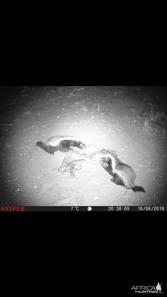 African Honey Badger Trail Cam Pictures South Africa