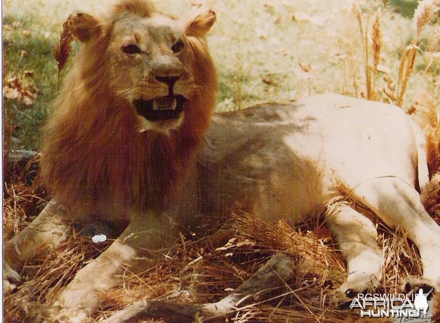 African Lion Taxidermy