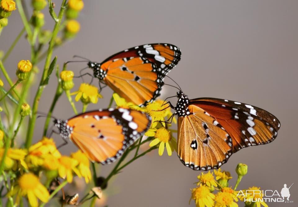 African Monarch Butterflies South Africa