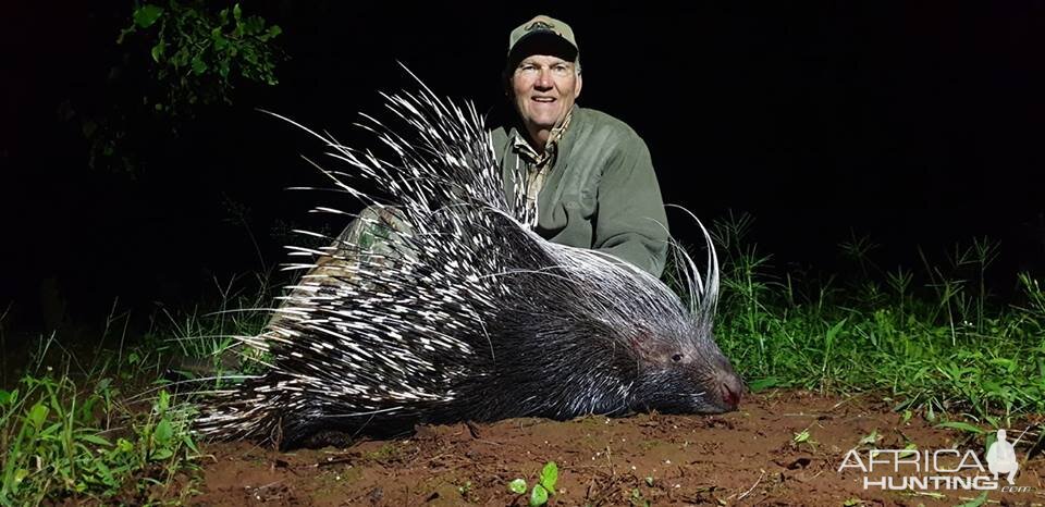 African Porcupine Hunt South Africa