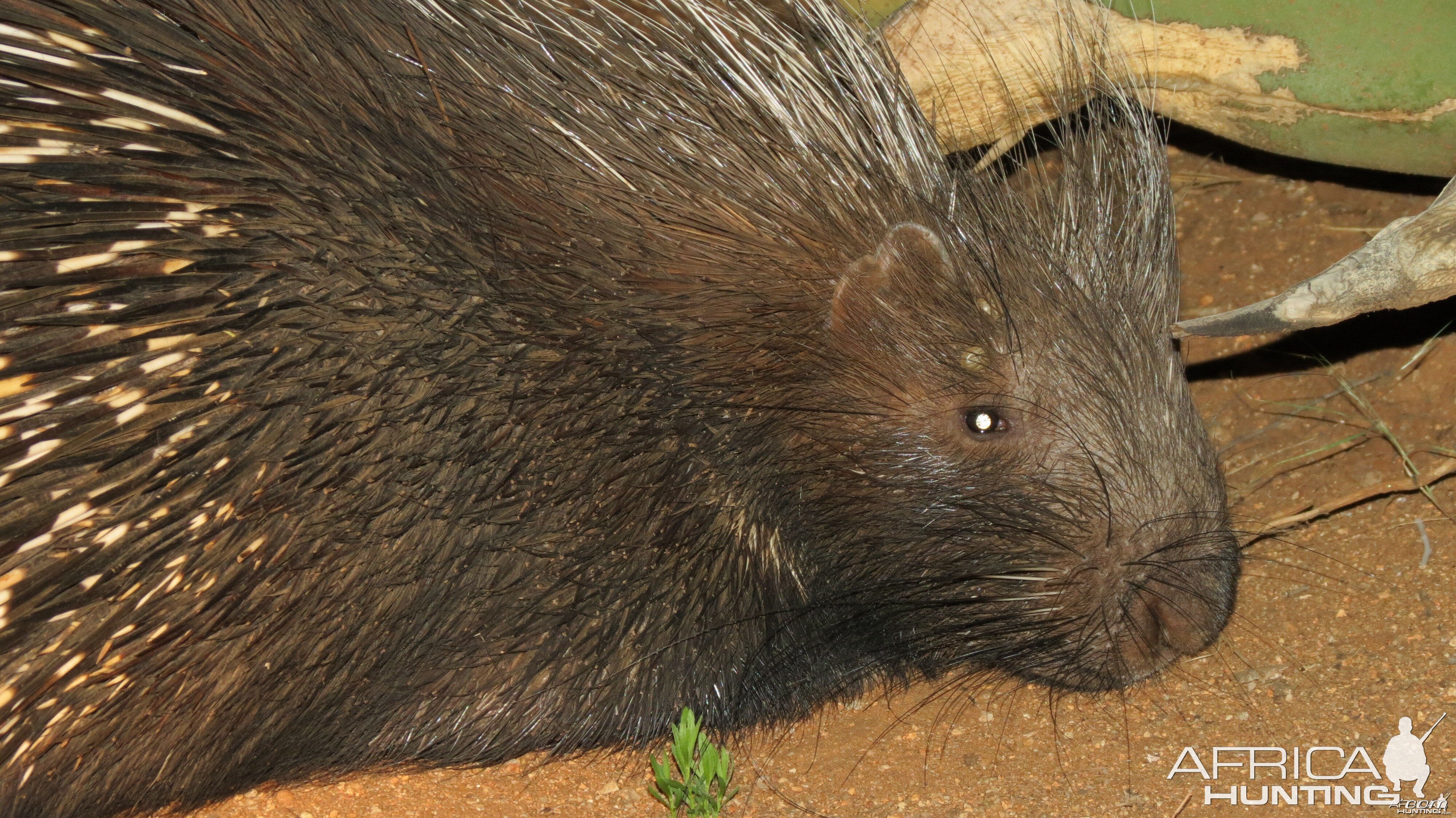 African Porcupine Namibia