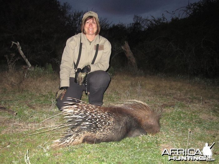 African Porcupine