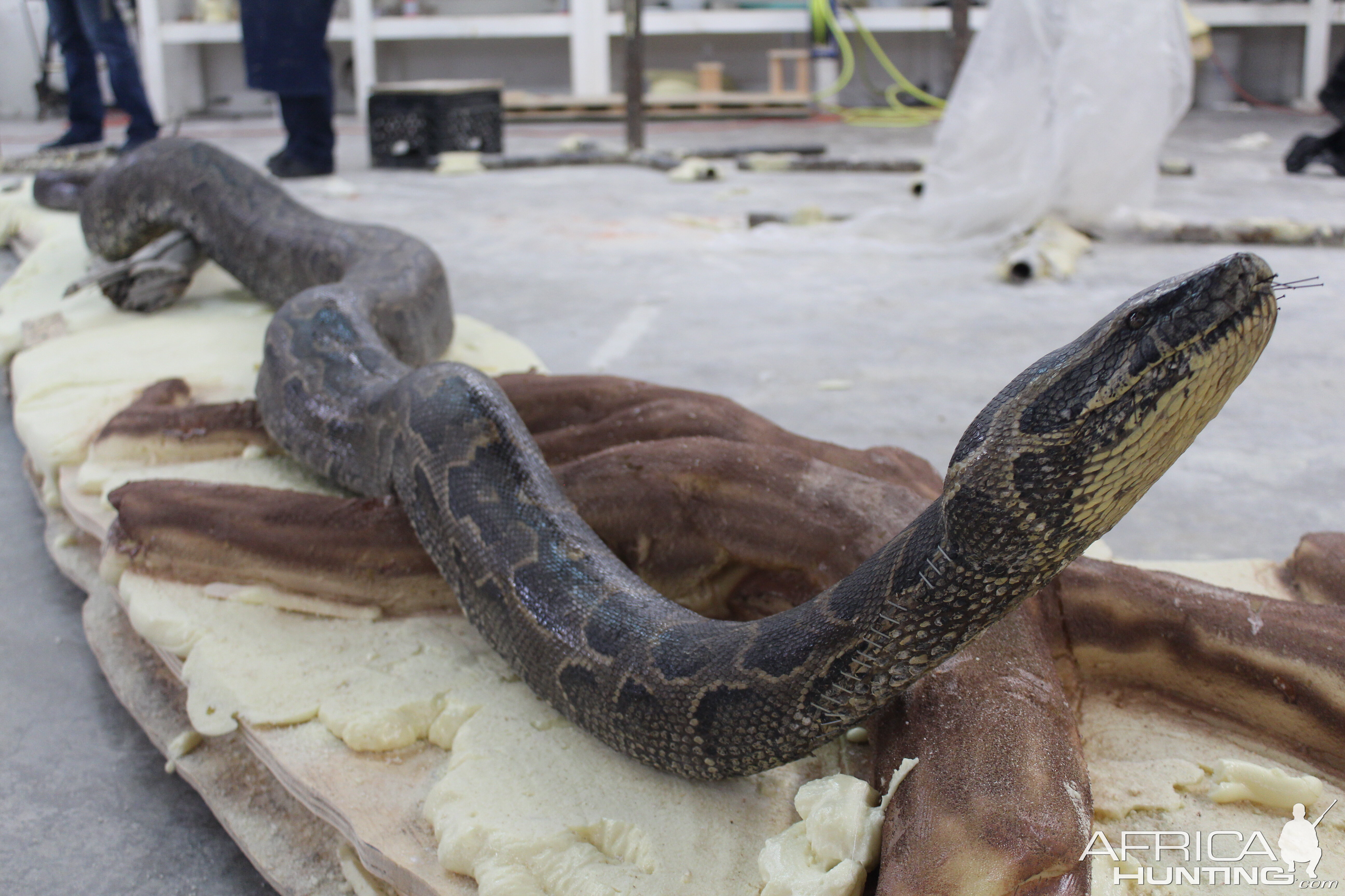 African Rock Python Taxidermy