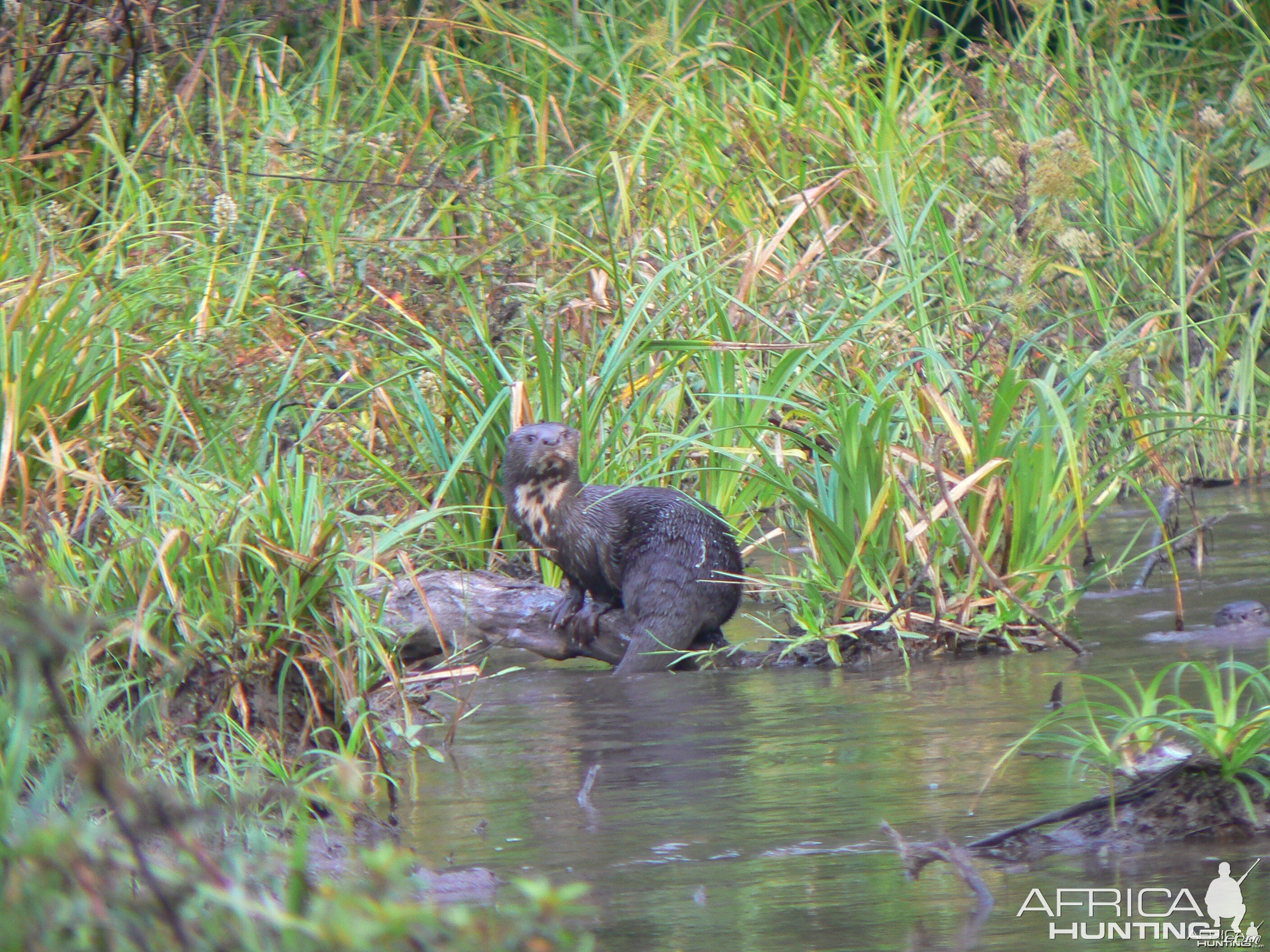 African spotted-necked otter